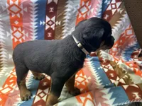 White male, a male Rottweiler for sale in North Franklin, CT – Photo 3 of 10