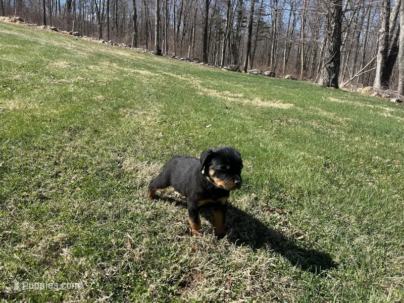 White male – Rottweiler puppy for sale in North Franklin, CT