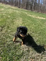 White male, a male Rottweiler for sale in North Franklin, CT – Photo 6 of 10