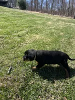 White male, a male Rottweiler for sale in North Franklin, CT – Photo 5 of 10