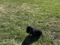 White male, a male Rottweiler for sale in North Franklin, CT – Photo 7 of 10