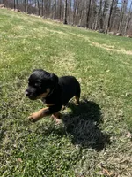 White male, a male Rottweiler for sale in North Franklin, CT – Photo 4 of 10