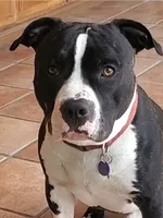 VIOLET , a female American Staffordshire Terrier for sale in Jackson, CA – 6 of 10