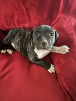 Bullet, a male American Staffordshire Terrier for sale in Jackson, CA – 3 of 3