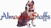 Violet , a female American Staffordshire Terrier for sale in Jackson, CA – 2 of 7
