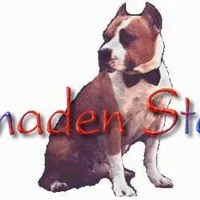 VIOLET , a female American Staffordshire Terrier for sale in Jackson, CA – 3 of 10