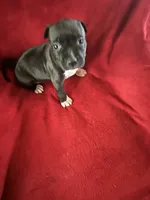 Violet , a female American Staffordshire Terrier for sale in Jackson, CA – 7 of 7