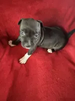 VIOLET , a female American Staffordshire Terrier for sale in Jackson, CA – 4 of 10