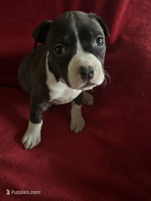 Violet  – American Staffordshire Terrier puppy for sale in Jackson, CA