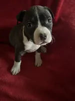 Violet , a female American Staffordshire Terrier for sale in Jackson, CA – 1 of 7