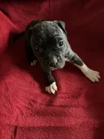 Violet , a female American Staffordshire Terrier for sale in Jackson, CA – 6 of 7