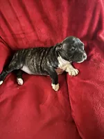 Bullet, a male American Staffordshire Terrier for sale in Jackson, CA – 2 of 3