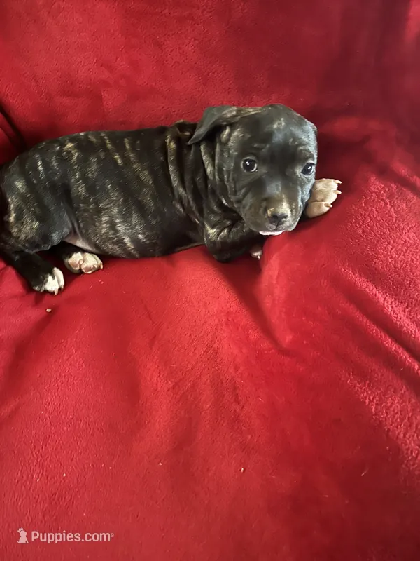 Bullet – American Staffordshire Terrier puppy for sale in Jackson, CA