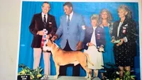 VIOLET , a female American Staffordshire Terrier for sale in Jackson, CA – 8 of 10