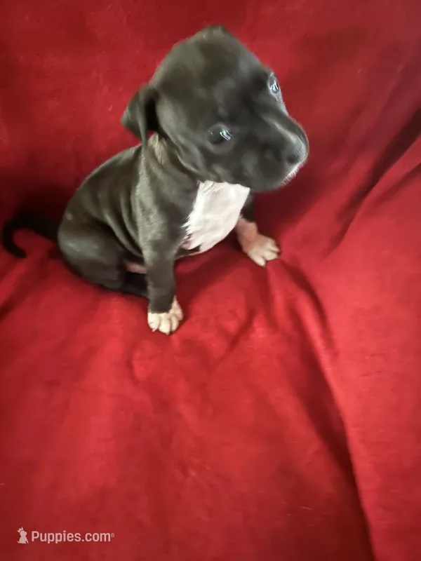VIOLET  – American Staffordshire Terrier puppy for sale in Jackson, CA