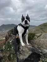 VIOLET , a female American Staffordshire Terrier for sale in Jackson, CA – 10 of 10