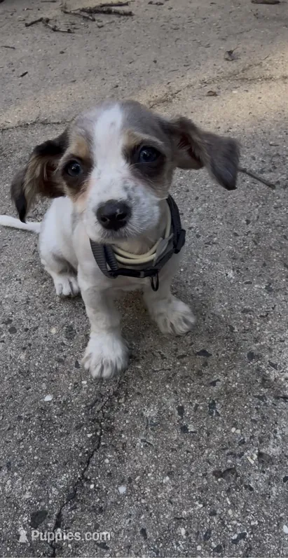 Niña  – Miniature Dachshund puppy for sale in Jackson, NJ