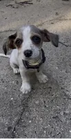 Niña , a male Miniature Dachshund for sale in Jackson, NJ – 1 of 1