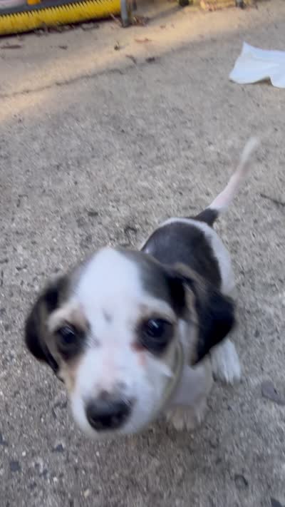 Niño , a male Miniature Dachshund for sale in Jackson, NJ – 2 of 2