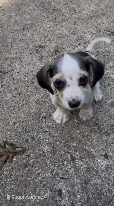 Niño  – Miniature Dachshund puppy for sale in Jackson, NJ