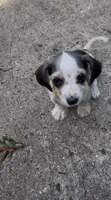 Niño , a male Miniature Dachshund for sale in Jackson, NJ – 1 of 2