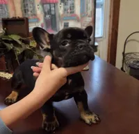 Puppy 2 Dozer, a male French Bulldog for sale in Gay, GA – Photo 2 of 3