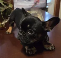 Puppy 2 Dozer, a male French Bulldog for sale in Gay, GA – Photo 1 of 3