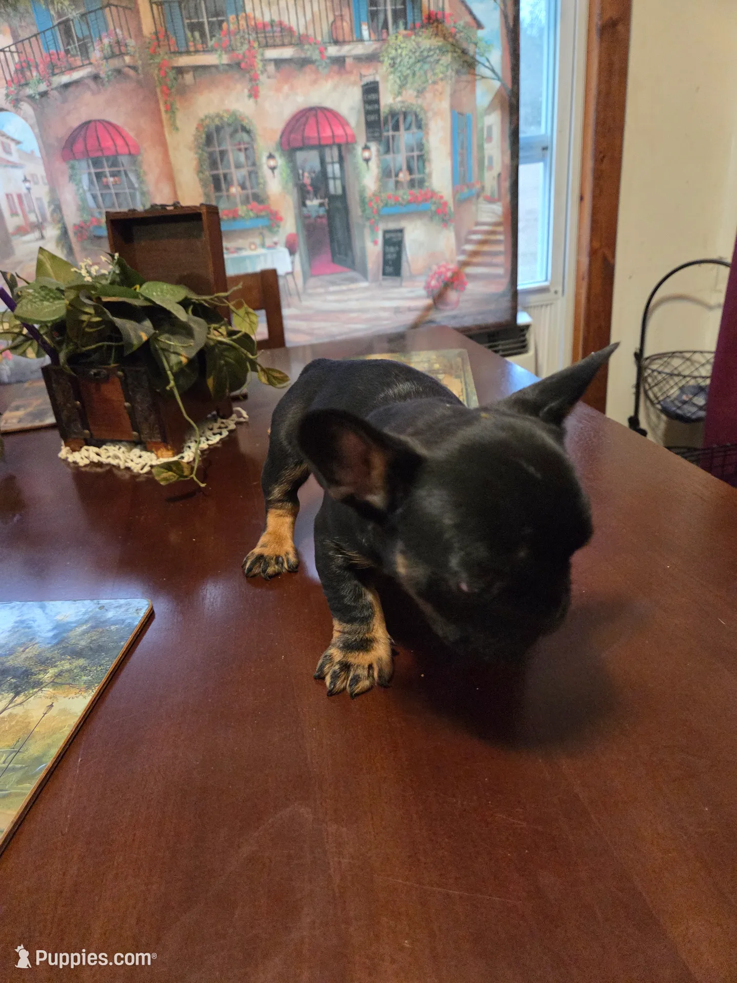 Puppy 1 Peanut, a male French Bulldog for sale in Gay, GA – Photo 3 of 3