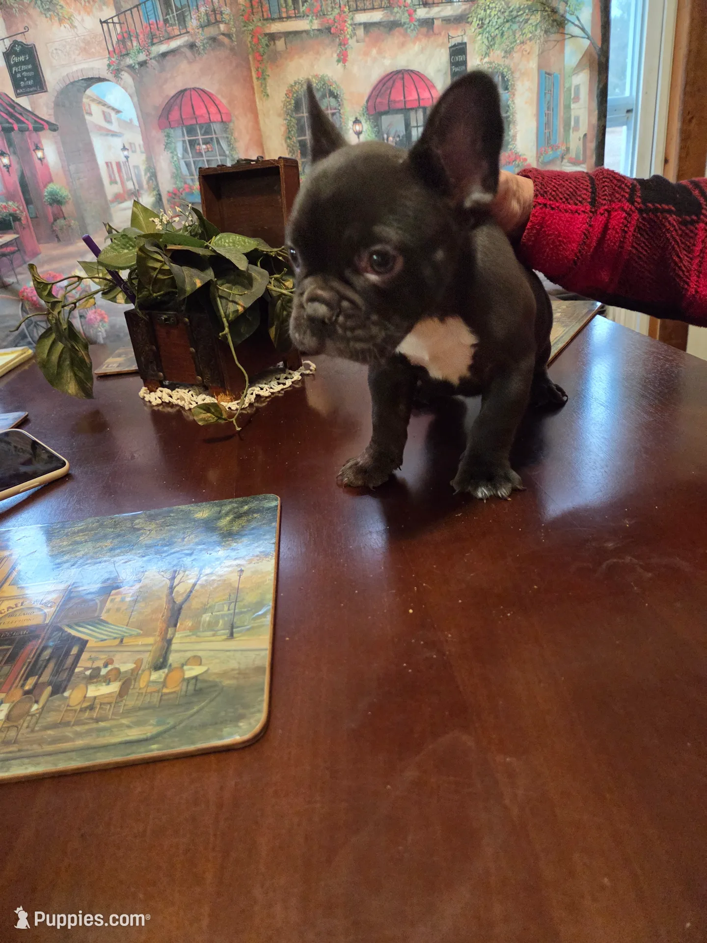 Puppy 1 Peanut, a male French Bulldog for sale in Gay, GA – Photo 2 of 3