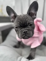 Baby girl “panthera”, a female French Bulldog for sale in Victorville, CA – Photo 2 of 9