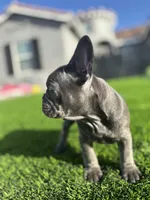 Baby girl “panthera”, a female French Bulldog for sale in Victorville, CA – Photo 7 of 9