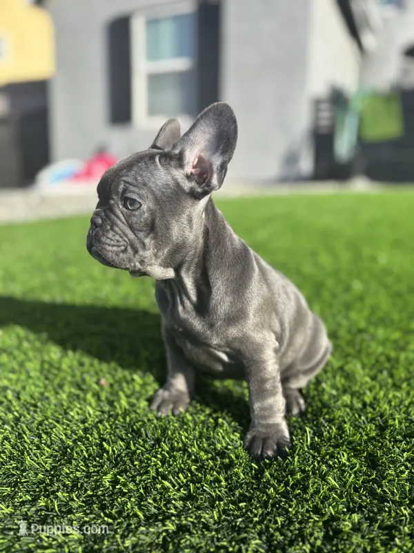 Baby girl “panthera”