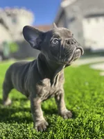 Baby girl “panthera”, a female French Bulldog for sale in Victorville, CA – Photo 6 of 9