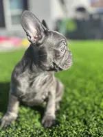 Baby girl “panthera”, a female French Bulldog for sale in Victorville, CA – Photo 4 of 9