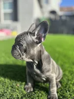 Baby girl “panthera”, a female French Bulldog for sale in Victorville, CA – Photo 3 of 9