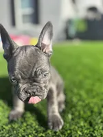 Baby girl “panthera”, a female French Bulldog for sale in Victorville, CA – Photo 5 of 9