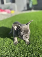 Tyson, a male French Bulldog for sale in Victorville, CA – Photo 4 of 5