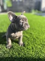 Tyson, a male French Bulldog for sale in Victorville, CA – Photo 1 of 5