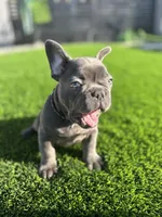 Tyson, a male French Bulldog for sale in Victorville, CA – Photo 3 of 5