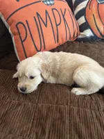Blue, a male Golden Retriever for sale in Pompano Beach, FL – 4 of 10