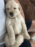 Purple, a male Golden Retriever for sale in Pompano Beach, FL – 2 of 10