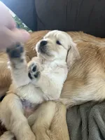 Orange, a male Golden Retriever for sale in Pompano Beach, FL – 2 of 8