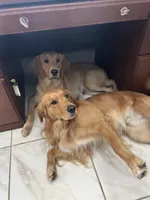 Grey, a female Golden Retriever for sale in Pompano Beach, FL – 7 of 8