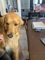 Black, a male Golden Retriever for sale in Pompano Beach, FL – 7 of 8