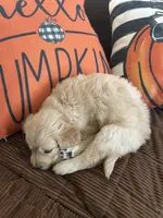 Light Green, a male Golden Retriever for sale in Pompano Beach, FL – 3 of 10