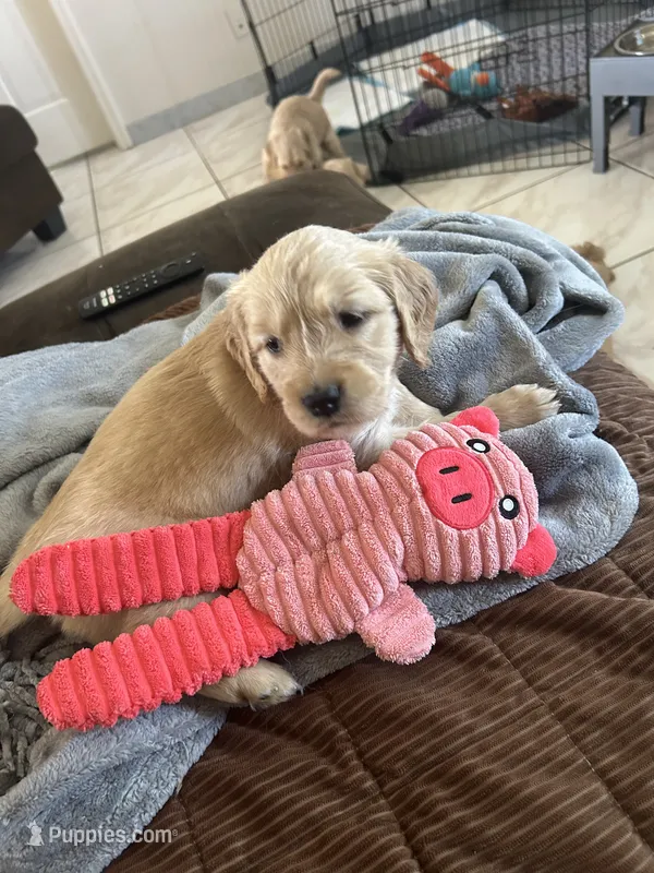 Red – Golden Retriever puppy for sale in Pompano Beach, FL