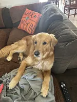 Light Green, a male Golden Retriever for sale in Pompano Beach, FL – 9 of 10