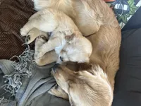 Orange, a male Golden Retriever for sale in Pompano Beach, FL – 3 of 8