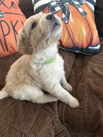 Light Green, a male Golden Retriever for sale in Pompano Beach, FL – 2 of 10