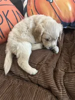 Light Green, a male Golden Retriever for sale in Pompano Beach, FL – 4 of 10